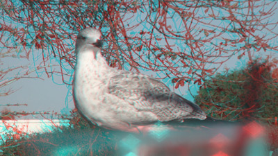 Anaglyph